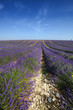 Lavanda
