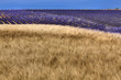Lavanda