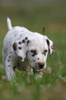 jeune dalmatien concentré