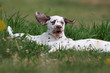 attitude rigolote du dalmatien attitude rigolote du dalmatien