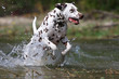 magnifique saut du dalmatien dans l'eau de l'étang