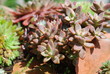 Alpinum (sempervivum)