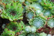 Alpinum (sempervivum)