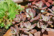 Alpinum (sempervivum)