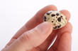 Quail egg in hand