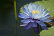 Seerose (Nymphaea)
