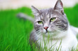 Green-eyed Cat in full growth on a background of a grass