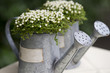 Kannenvase