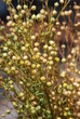 Flachspflanze (Linum)