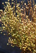 Flachspflanze (Linum)