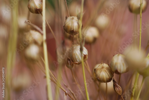 Photo: Flachspflanze (Linum) Flachspflanze (Linum)