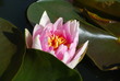Seerose