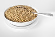 lentil