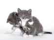 two blue eyed gray kitten isolated on white two blue eyed gray kitten isolated on white