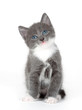 blue eyed gray kitten isolated on white blue eyed gray kitten isolated on white