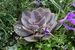 Kaktusblüte