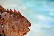 rostiger Fisch am Pool