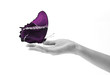 Butterfly on hand purple Butterfly on hand purple