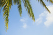 Palm leaves on the sky background