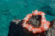 Hawaikette auf Felsen