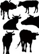 Vector silhouettes the cow an animal
