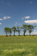 Baumreihe im Sommer