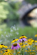 Central Park at the pond Central Park at the pond