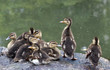 Baby mallard duck on rock Baby mallard duck on rock