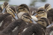 Baby mallard duck on rock Baby mallard duck on rock