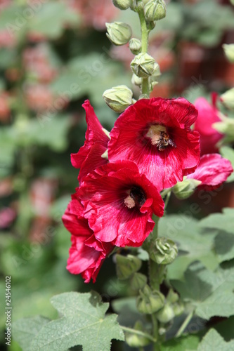Photo: Rote Stockrose Rote Stockrose