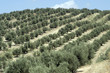 Olivar andaluz 235