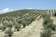 Photo: Olivar andaluz 236 Olivar andaluz 236