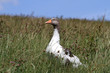 Pommerngans
