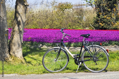 Photo: Bicycle parked in front of a field of tulips Bicycle parked in front of a field of tulips