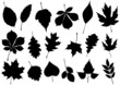Photographie : Vector illustration set of 18 autumn leaf silhouettes.