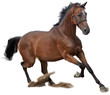 Images : cheval
