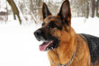 Hund Portrait