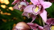 Orchids at an exhibition #4 Orchids at an exhibition #4