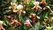 Orchids as hobby Orchids as hobby