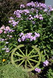 Phlox_d2932
