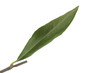 Feuille d'olivier détouré