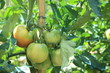 pianta di pomodori ancora verdi