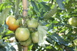pianta di pomodori ancora verdi
