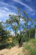pianta di pere
