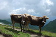 Kühe