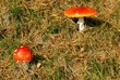 Fliegenpilze
