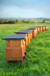 bee-garden