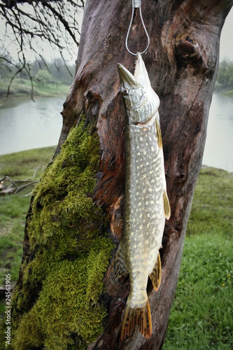 Photo: pike pike