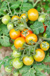 growth tomatoes