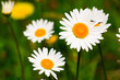 Wild daisies